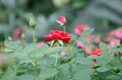 Close-up of red flowering plant