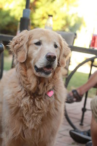 Close-up portrait of dog