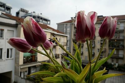 Close-up of pink flowers