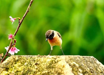 Close-up of bird perching on rock