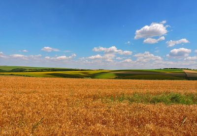 Scenic view of agricultural field against blue sky