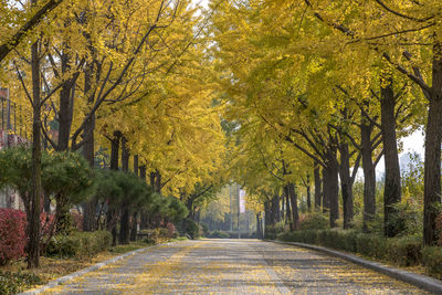 Road amidst trees in forest during autumn