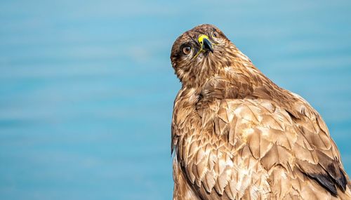 Close-up of eagle against sky