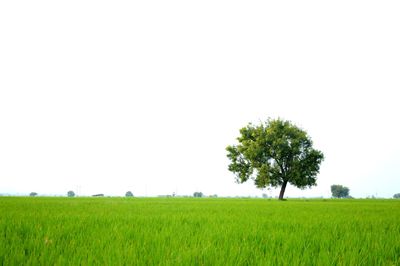 Scenic view of agricultural field against clear sky