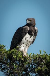 Martial eagle turns head on leafy bush