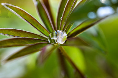 Close-up of raindrops on plant