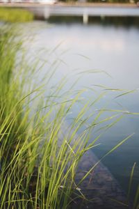 Close-up of grass growing in river
