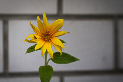 Close-up of yellow flowering plant