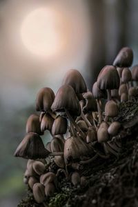 Close-up of mushrooms growing on tree