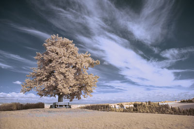 Tree on field against sky