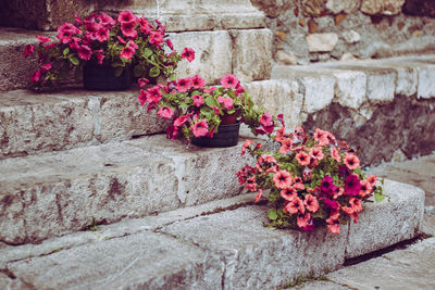 Close-up of pink flower pot against wall