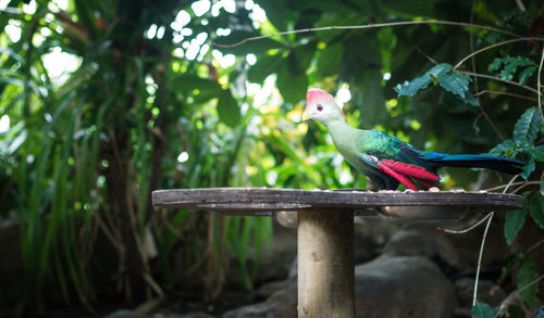 Bird perching on a branch