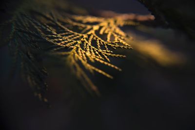 Close-up of dried plant on snow