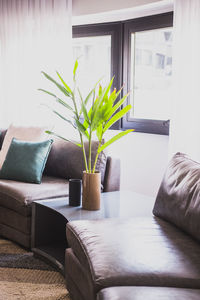 Potted plant on table at home