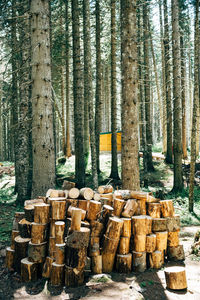 Stack of logs in forest