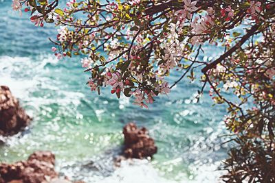 Close-up of tree against water