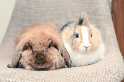 Close-up of rabbits