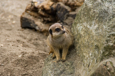 Meerkat on rock at edinburgh zoo
