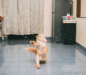 Dog lying on floor at home