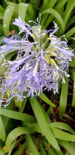 Close-up of purple flowering plant