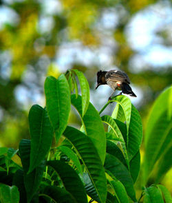 Close-up of a bird flying
