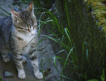 Cat looking away