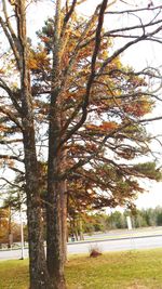 Trees in park