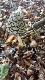 Close-up of mushrooms on field