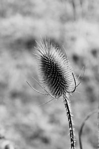 Close-up of dried thistle on field