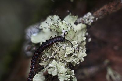 Close-up of caterpillar on lichen