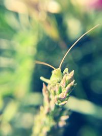 Close-up of insect on plant