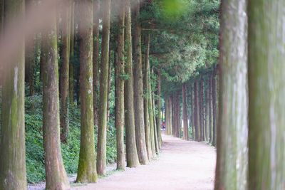 Walkway amidst trees in forest