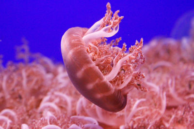 Close-up of jellyfish in sea