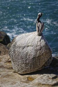 Bird perching on rock by lake