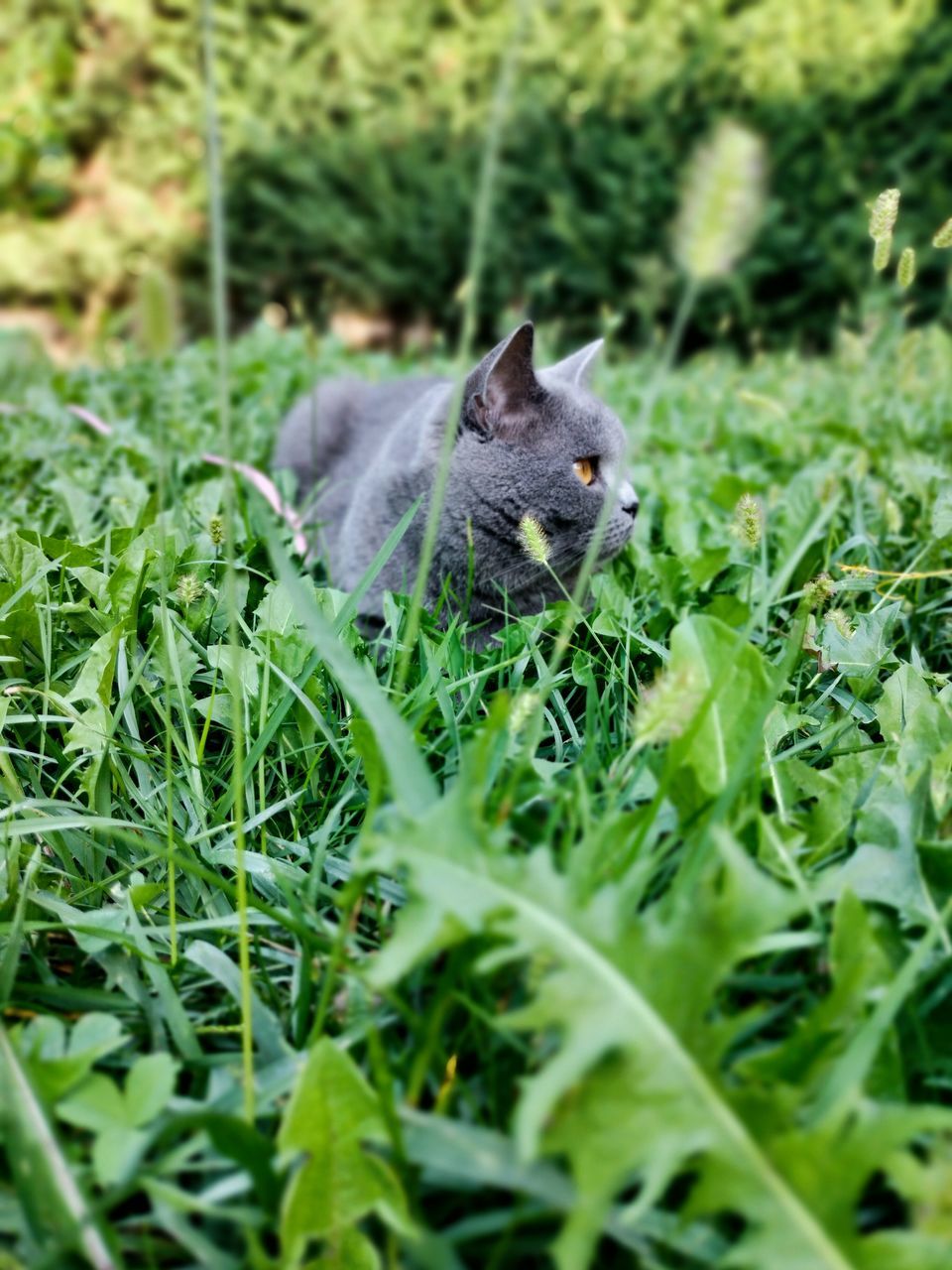 grass, animal, animal themes, one animal, mammal, plant, green, wildlife, lawn, animal wildlife, nature, no people, selective focus, squirrel, pet, rodent, land, day, flower, domestic animals, field, growth, outdoors, close-up, portrait