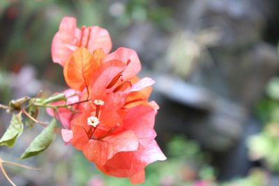 Close-up of flower blooming outdoors