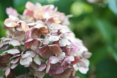 Close-up of pink flower