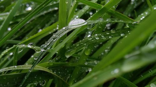 Close-up of wet plant leaves during rainy season