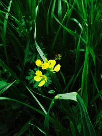 Close-up of yellow crocus blooming on field