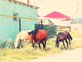 Horses on ground