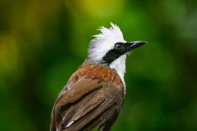 White-crested