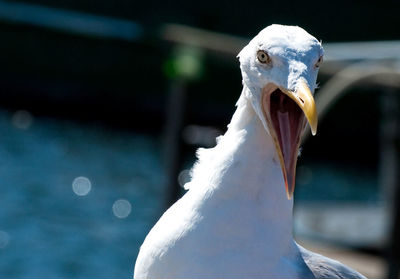 Close-up portrait of seagull