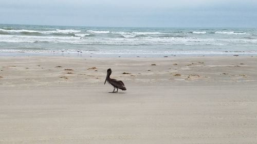 View of birds on beach