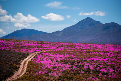 Road through flowers