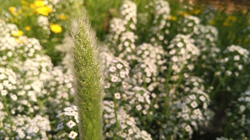 Close-up of fresh green plant