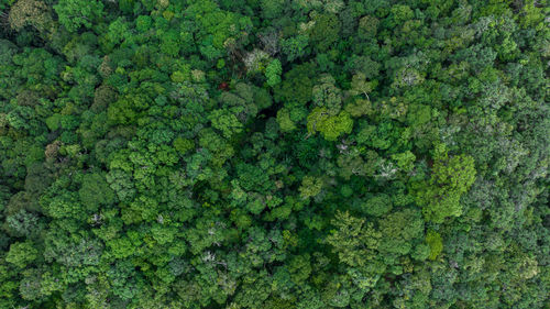 Aerial top view forest green tree, rainforest ecosystem and healthy environment background.