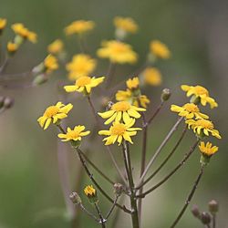 Close-up of flowers against blurred background