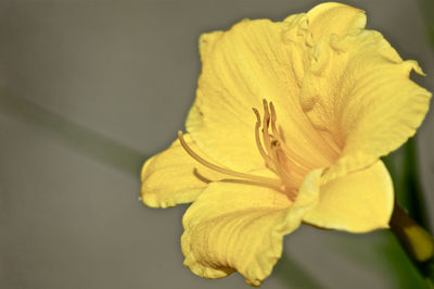 Close-up of yellow rose