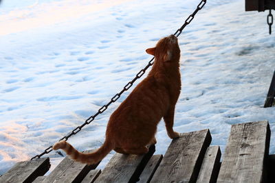 High angle view of cat on wood