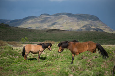 Icelandic horses grazing in the highlands, iceland